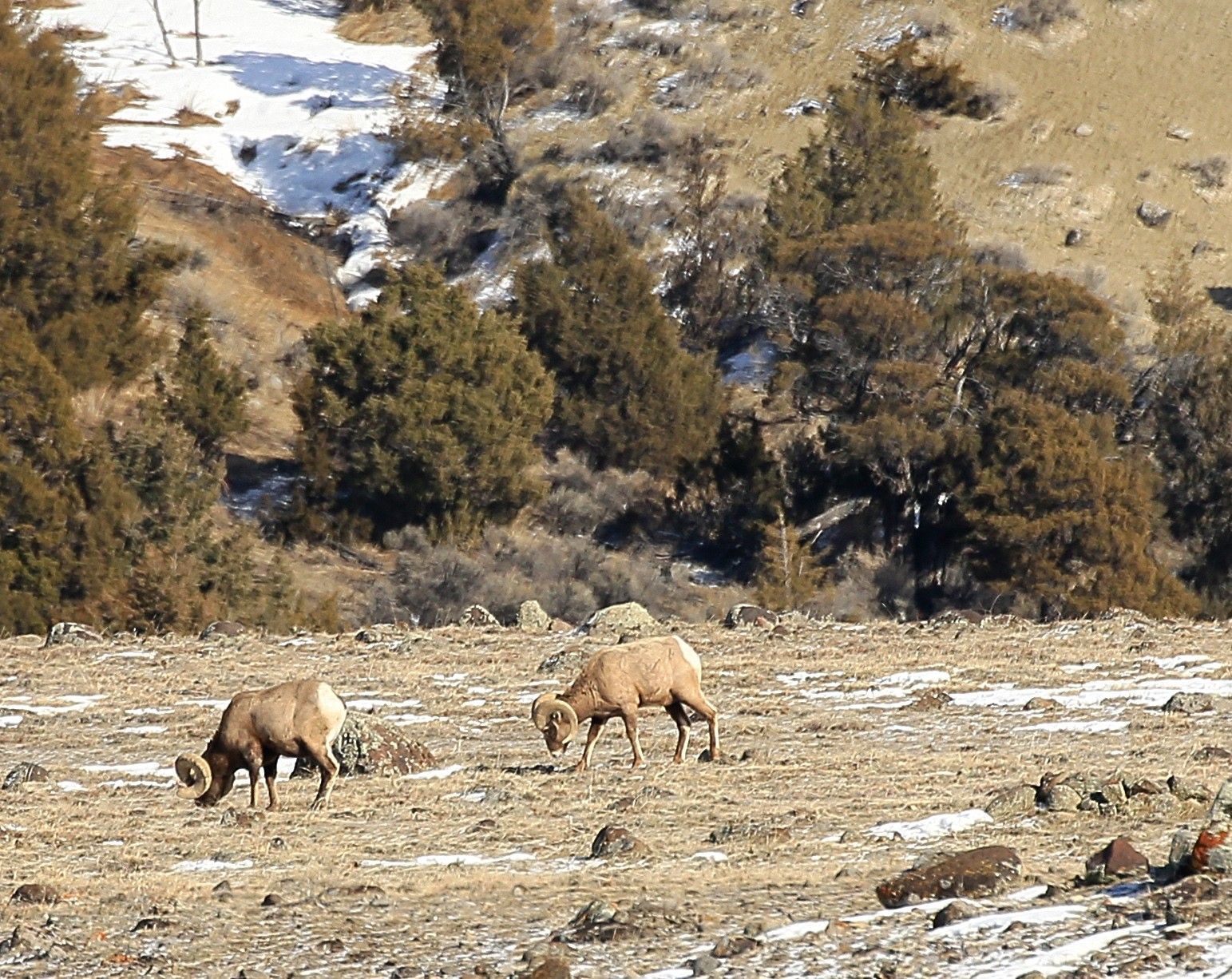Bighorn Sheep graze on McMinn Bench